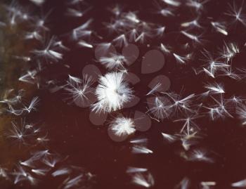 fluff from a dandelion on the surface of the water in nature