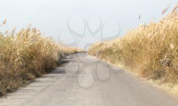 asphalt road in the reeds