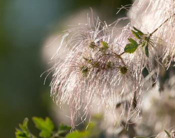 fluffy plant in nature as a background