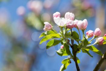 flowers on apple trees against the blue sky