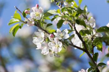flowers on apple trees against the blue sky