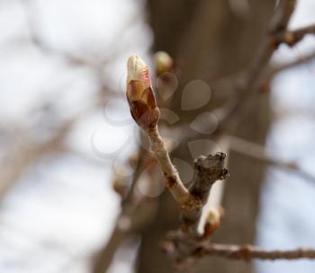 swollen buds on the tree