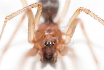 portrait of a spider on a white background