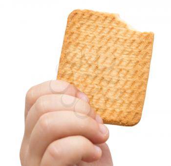 biscuit in his hand on a white background