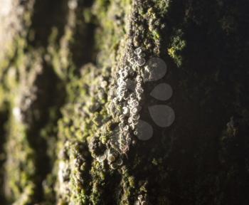 moss on nature. close-up