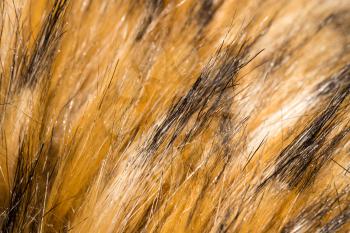 Fur animal as a background. texture