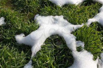 snow on the green grass