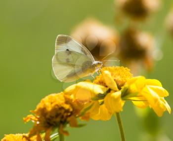 Butterfly collects pollen from a yellow flower