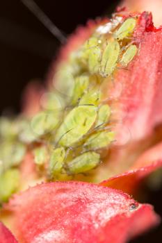 Green aphids on a red leaf in the nature. macro