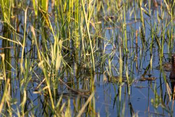 reeds on the water in the lake in nature