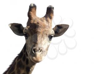 Portrait of a giraffe on a white background