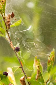 cobweb on a plant in nature