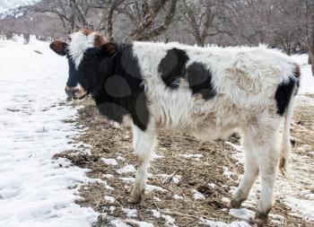 Cow in nature in winter