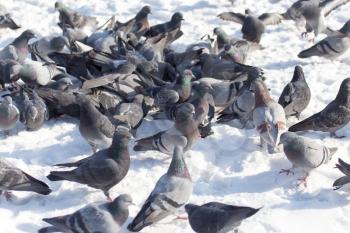 flock of pigeons on snow outdoors