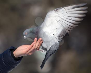 Pigeon on the hand on nature