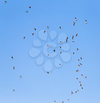 a flock of seagulls against a blue sky