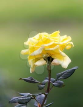 yellow rose flower in nature