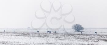 horses in the steppe in winter