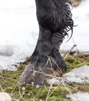 the horse's hooves on the nature in the winter