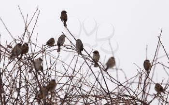 flock of sparrows on the bare branches of a tree