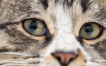A macro shot of a young tabby cat's face