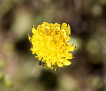 yellow dandelion flower in nature