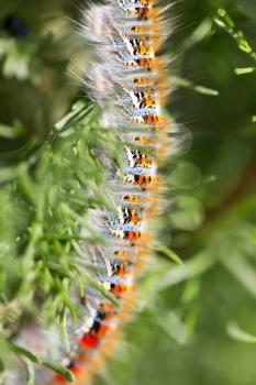 caterpillar on a plant in the nature. macro