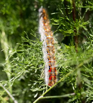 caterpillar on a plant in the nature. macro