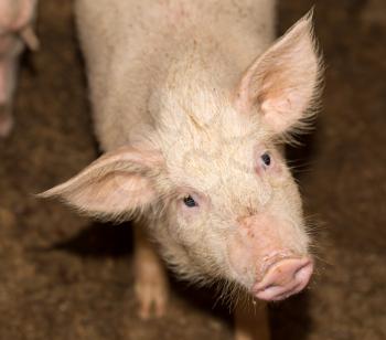 portrait of a pig on the farm