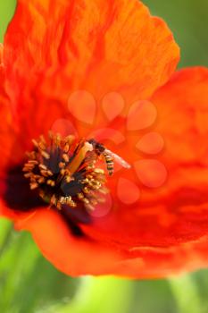 bee on red poppy on nature