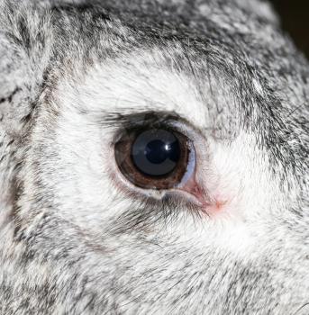 a rabbit's eye on the farm. macro