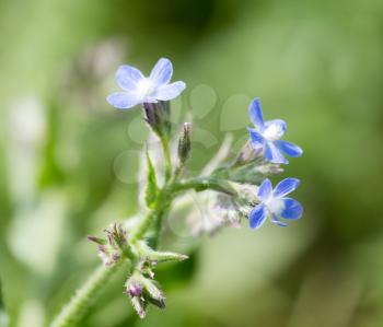 Beautiful blue flowers on nature
