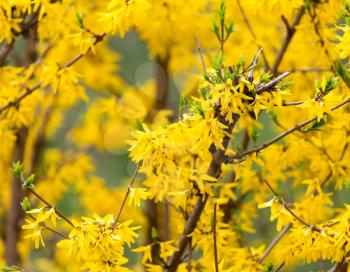 yellow flowers on the tree in nature