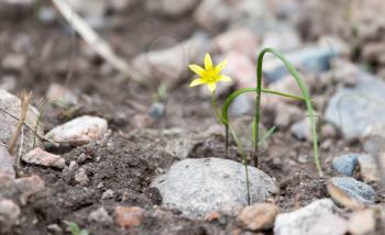 small yellow flower in nature