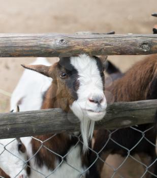 goat behind a fence in zoo