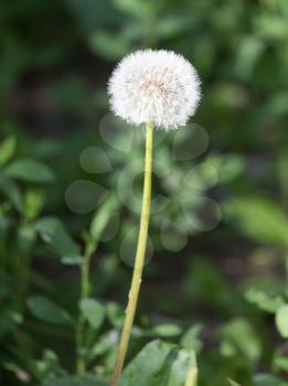 fluffy dandelion in nature. macro