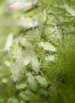 Aphids on a leaf in the nature. macro