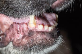 big teeth at the black dog. macro