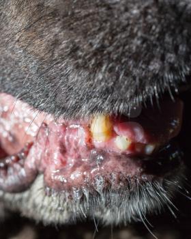 the mouth of a black dog. macro