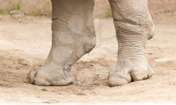 rhino feet on the ground in nature