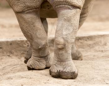 rhino feet on the ground in nature