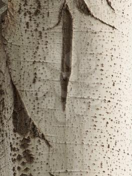 poplar tree bark as a background