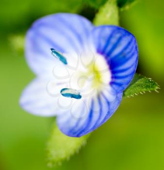 small blue flower. super macro