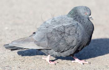 portrait of pigeon on nature