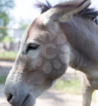 Portrait of a donkey in a park on the nature