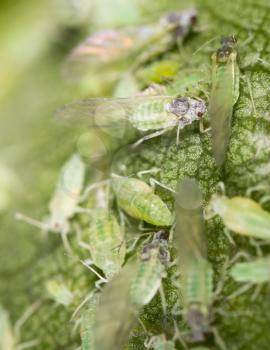 Aphids on a leaf in the nature. macro