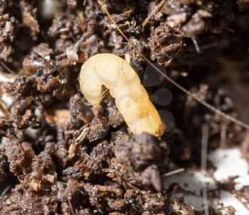 white fly larvae in the soil. macro