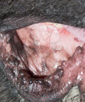 the mouth of a black dog. macro