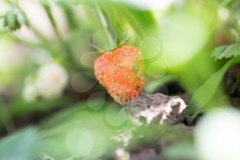 red strawberry on the nature