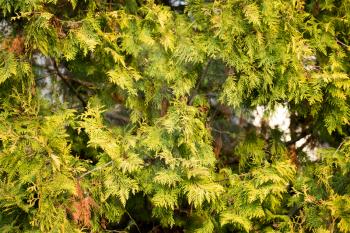 Green arborvitae branch on the nature
